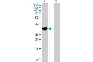Western Blot analysis of NTF3 expression in transfected 293T cell line by NTF3 MaxPab polyclonal antibody. (Neurotrophin 3 antibody  (AA 1-257))