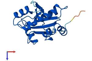 Nucleoredoxin-Like 2 (NXNL2) (AA 1-156) protein (His tag)