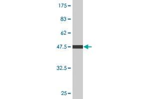 C4BPB antibody  (AA 1-251)