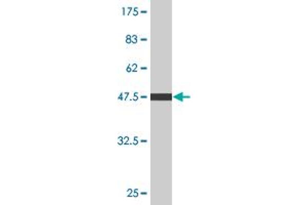 C4BPB antibody  (AA 1-251)