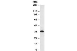 Western blot testing of HeLa cell lysate (nuclear fraction) with Histone antibody (clone AE-4). (Histone antibody)