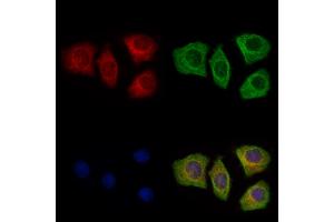 ABIN7094594 and ABIN7098643 staining Hela cells by IF/ICC. (Surfactant Protein A1 antibody  (Internal Region))
