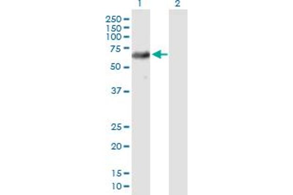 USP39 antibody  (AA 1-565)