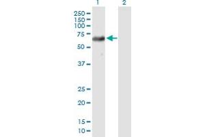 Western Blot analysis of USP39 expression in transfected 293T cell line by USP39 MaxPab polyclonal antibody.