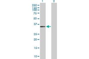 Western Blot analysis of FLJ11806 expression in transfected 293T cell line by FLJ11806 MaxPab polyclonal antibody. (ZC3H14 antibody  (AA 1-306))