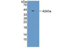 Detection of Recombinant OPTN, Mouse using Polyclonal Antibody to Optineurin (OPTN) (OPTN antibody  (AA 1-300))