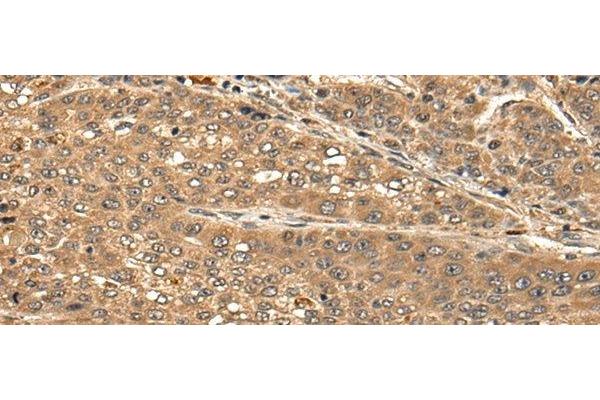 CBLN3 antibody