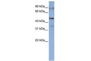 DAZAP1 antibody used at 1 ug/ml to detect target protein. (DAZAP1 antibody  (Middle Region))