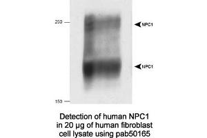 Image no. 2 for anti-Niemann-Pick Disease, Type C1 (NPC1) (C-Term) antibody (ABIN363474) (NPC1 antibody  (C-Term))