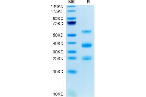 PLAU Protein (AA 21-431) (His tag)