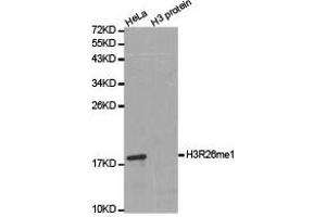 Western blot analysis of extracts of HeLa cell line and H3 protein expressed in E. (Histone 3 antibody  (H3R26me))