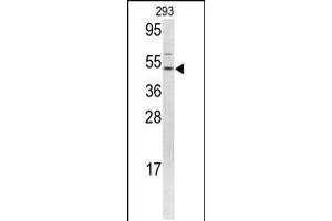 Western blot analysis of FLI1 antibody in 293 cell line lysates (35ug/lane) (FLI1 antibody  (N-Term))