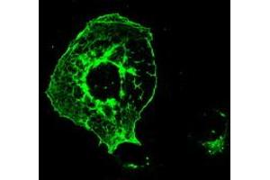 Image no. 4 for anti-Fermitin Family Member 2 (FERMT2) antibody (ABIN1499050)