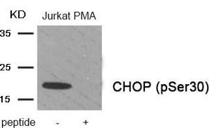 Western blot analysis of extracts from Jurkat cells treated with PMA using Phospho-CHOP (Ser30) antibody. (DDIT3 antibody  (pSer30))