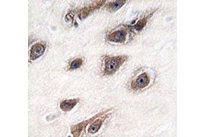 IHC analysis of FFPE human brain tissue stained with GRB2 antibody (GRB2 antibody  (AA 89-118))
