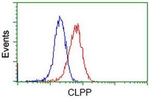 Image no. 3 for anti-ClpP Caseinolytic Peptidase, ATP-Dependent, Proteolytic Subunit Homolog (E. Coli) (CLPP) antibody (ABIN1497536) (CLPP antibody)
