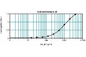 Image no. 1 for anti-Interleukin 20 (IL20) antibody (ABIN465437) (IL-20 antibody)