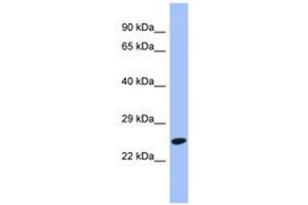 DRAP1 antibody  (N-Term)