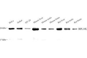 Western blot analysis of RPL10L (ABIN7075429) at dilution of 1: 1000 (RPL10L antibody)