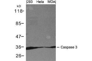 Western blot analysis of extracts from 293, Hela and MDA cells using Caspase 3. (Caspase 3 antibody  (AA 29-33))