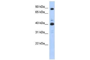 CDK9 antibody (70R-10466) used at 0. (CDK9 antibody  (N-Term))