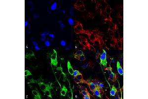 Immunocytochemistry/Immunofluorescence analysis using Mouse Anti-Versican Monoclonal Antibody, Clone S351-23 (ABIN2485744). (Versican antibody  (AA 362-585) (APC))