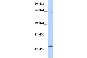 Western Blotting (WB) image for anti-ChaC, Cation Transport Regulator Homolog 1 (CHAC1) antibody (ABIN2458673) (CHAC1 antibody)