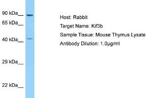 Host: Rabbit Target Name: Kif3b Sample Type: Mouse Thymus lysates Antibody Dilution: 1. (KIF3B antibody  (Middle Region))