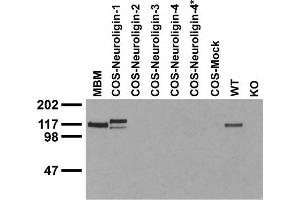 Immunoblot against crude membranes from adult mouse brain (MBM), extracts of COS cells transiently transfected with Neuroligin-1, -2, -3, -4 or -4* plasmid and extracts of brains from wild-type (WT) and Neuroligin-1 knockout (KO) mice probed with N97A/31 TC supe. (Neuroligin 1 antibody  (C-Term, Intracellular))