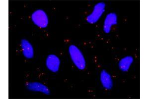 Proximity Ligation Analysis of protein-protein interactions between PIAS2 and CDKN2B. (PIAS2 antibody  (AA 1-572))