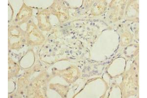 Immunohistochemistry of paraffin-embedded human kidney tissue using ABIN7168673 at dilution of 1:100 (SECTM1 antibody  (AA 29-145))