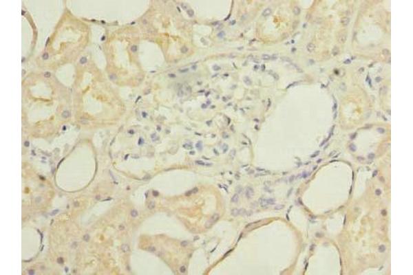 SECTM1 antibody  (AA 29-145)