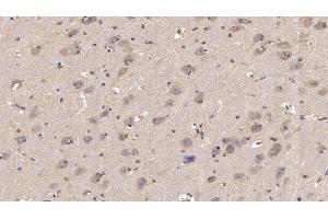 Detection of NRG4 in Human Cerebrum Tissue using Monoclonal Antibody to Neuregulin 4 (NRG4) (Neuregulin 4 antibody  (AA 1-62))