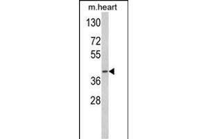 Western blot analysis of ACADM Antibody (Center) (ABIN390808 and ABIN2841045) in mouse heart tissue lysates (35 μg/lane). (Medium-Chain Specific Acyl-CoA Dehydrogenase, Mitochondrial (AA 189-217) antibody)