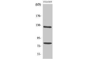 Western Blotting (WB) image for anti-Collagen, Type I, alpha 2 (COL1A2) (Internal Region) antibody (ABIN3184007) (COL1A2 antibody  (Internal Region))