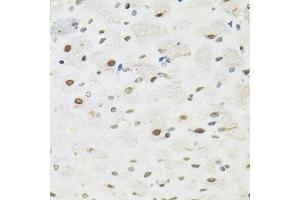 Immunohistochemistry of paraffin-embedded rat brain using SFPQ antibody. (SFPQ antibody  (AA 578-707))