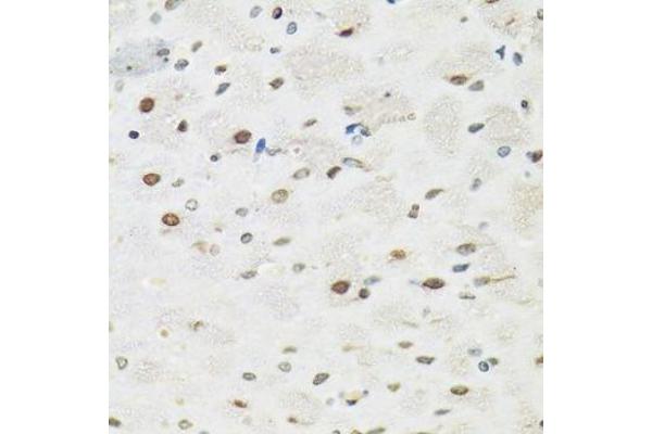 SFPQ antibody  (AA 578-707)