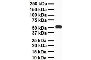 WB Suggested Anti-CHRNA7 antibody Titration: 1 ug/mL Sample Type: Human heart (CHRNA7 antibody  (C-Term))