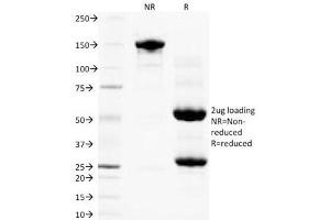 SDS-PAGE Analysis of Purified, BSA-Free PLGF Antibody (clone PLGF94). (PLGF antibody)