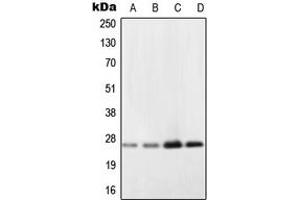 Western blot analysis of NDUFV2 expression in A431 (A), Ramos (B), HepG2 (C), NIH3T3 (D) whole cell lysates.