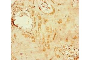 Immunohistochemistry of paraffin-embedded human placenta tissue using ABIN7150406 at dilution of 1:100