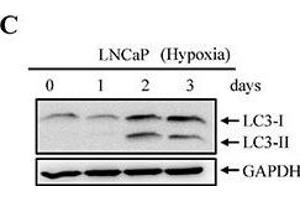 Western Blotting (WB) image for anti-Glyceraldehyde-3-Phosphate Dehydrogenase (GAPDH) antibody (ABIN2857072)