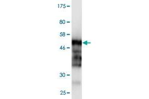 Western Blot detection against Immunogen (48. (HDGFRP3 antibody  (AA 1-203))