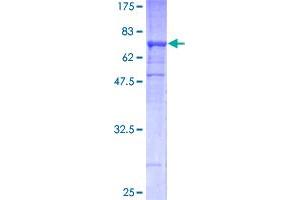 TUBB2A Protein (AA 1-445) (GST tag)