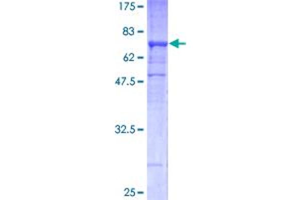 TUBB2A Protein (AA 1-445) (GST tag)