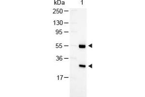 Image no. 1 for Rabbit anti-Goat IgG (Whole Molecule) antibody (Alkaline Phosphatase (AP)) (ABIN300301) (Rabbit anti-Goat IgG (Whole Molecule) Antibody (Alkaline Phosphatase (AP)))