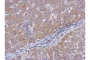 Image no. 1 for anti-Cerebral Endothelial Cell Adhesion Molecule (CERCAM) (AA 14-234) antibody (ABIN1501882)