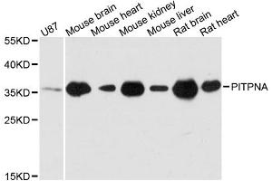 Western blot analysis of extracts of various cell lines, using PITPNA antibody (ABIN6293458) at 1:3000 dilution. (PITPNA antibody)