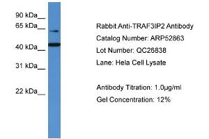 WB Suggested Anti-TRAF3IP2  Antibody Titration: 0. (TRAF3IP2 antibody  (N-Term))
