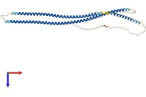 Keratin 33B (KRT33B) (AA 1-404) protein (His tag)